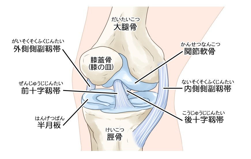 前十字靭帯